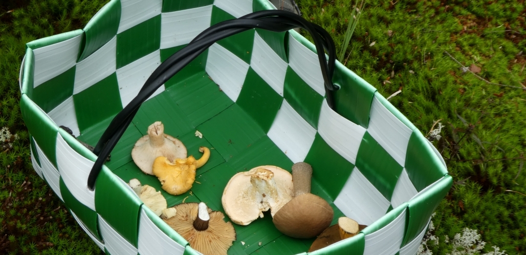 Sienet antavat viinivalinnalle paljon mahdollisuuksia